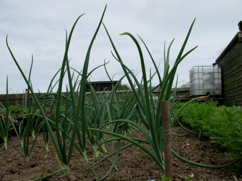 Willoughby Road Allotments